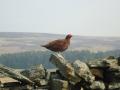 Birdwatching © Alistair Locket