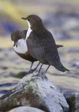 Dipper © www.northeastwildlife.co.uk