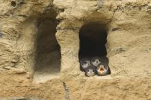 Sand martins © www.northeastwildlife.co.uk