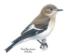 Pied flycatcher © NPAP
