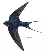 Swallow © NPAP