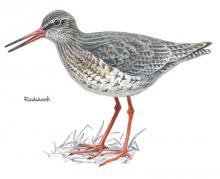 Redshank © NPAP Redshank © NPAP