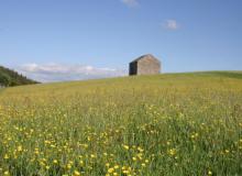 Hay meadow in Teesdale © NPAP/Shane Harris