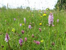 Species rich meadow © NPAP/Rebecca Barrett