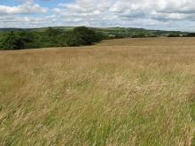 Hay meadow in Wolsingham © NPAP/Rebecca Barrett
