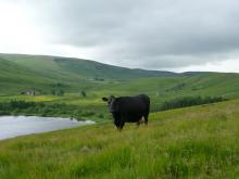 Overlooking Geltsdale and the Tindale Fells © NPAP/Gearoid Murphy