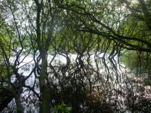 Backstone Bank wood beside Tunstall Reservoir © NPAP/Ruth Starr-Keddle